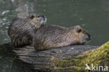 Beverrat (Myocastor coypus)