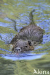 Beverrat (Myocastor coypus)