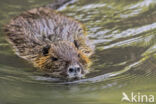 Beverrat (Myocastor coypus)