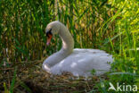 Knobbelzwaan (Cygnus olor)