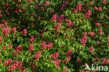 Rode paardenkastanje (Aesculus carnea)