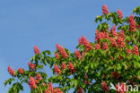Rode paardenkastanje (Aesculus carnea)