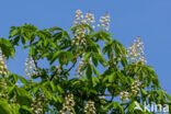 Witte paardenkastanje (Aesculus hippocastanum)