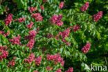 Rode paardenkastanje (Aesculus carnea)