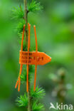 Europese lork (Larix decidua)