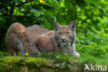 Eurasian Lynx (Lynx lynx)