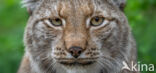 Eurasian Lynx (Lynx lynx)