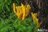 Kleverig koraalzwammetje (Calocera viscosa)