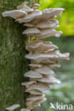 Pale Oyster (Pleurotus pulmonarius)