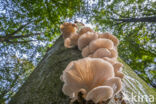 Pale Oyster (Pleurotus pulmonarius)