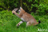 Eurasian Lynx (Lynx lynx)