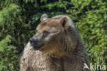 Brown Bear (Ursus arctos arctos)