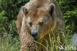 Brown Bear (Ursus arctos arctos)