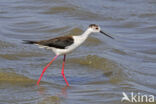 Steltkluut (Himantopus himantopus)