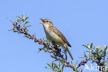 Rietzanger (Acrocephalus schoenobaenus)