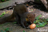 Pine Marten (Martes martes)
