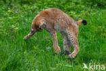 Eurasian Lynx (Lynx lynx)