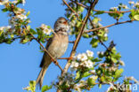 Grasmus (Sylvia communis)