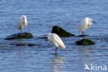 Little Egret (Egretta garzetta)