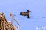 Greater Scaup (Aythya marila)