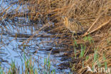 Bittern (Botaurus stellaris)