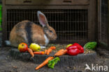 Flemish Giant