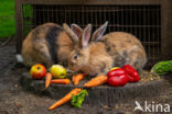 Flemish Giant