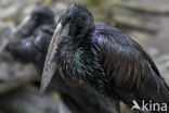 African open-billed stork