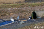 Blauwe Reiger (Ardea cinerea)