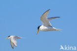 Little Tern (Sterna albifrons)