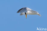 Little Tern (Sterna albifrons)