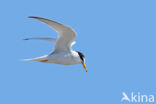 Little Tern (Sterna albifrons)