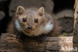 Beech Marten (Martes foina)