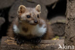 Polecat (Mustela putorius)