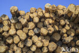 clear-cutting