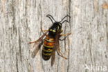 Red Wasp (Vespula rufa)