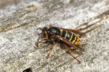 Median Wasp (Dolichovespula media)