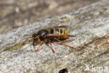 Median Wasp (Dolichovespula media)