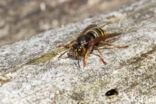 Median Wasp (Dolichovespula media)