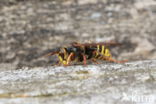 Median Wasp (Dolichovespula media)