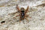 Median Wasp (Dolichovespula media)