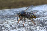Median Wasp (Dolichovespula media)