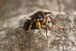 Median Wasp (Dolichovespula media)