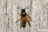 Red Wasp (Vespula rufa)