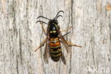 Red Wasp (Vespula rufa)