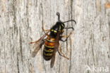 Red Wasp (Vespula rufa)