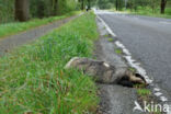 Badger (Meles meles)