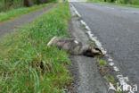 Badger (Meles meles)