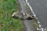 Badger (Meles meles)
