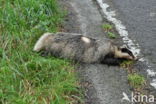 Badger (Meles meles)